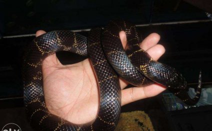 Desert King Snake for sale