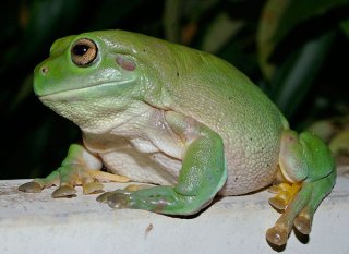 Dumpy tree frog