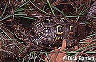 Eastern Box Turtle