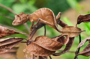 Fantastic Leaf-Tailed Gecko