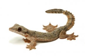 Flying Gecko
