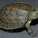 Baby aquatic turtles for sale
