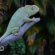 Best pet chameleon Species