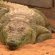 Buy exotic pets