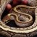 Buying venomous snakes