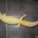 Cheap geckos for sale