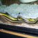 Common Tree-snake For sale