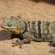 Easy lizards to keep