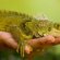 Easy Reptiles to keep