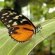 Exotic insects for sale