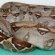 Exotic Reptiles for sale Online