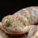 Good lizards to have as pets