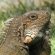 Herbivorous Lizards