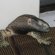 List of monitor lizards