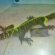 Lizards pets types