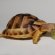 Miniature Tortoise for sale