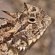 Pet desert lizards