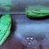 Pet Store frogs