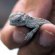 Pet stores that sell Reptiles
