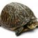 Pet turtles for Kids