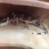 Petco geckos