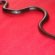 Petland snakes