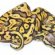 Reptile auction sites