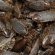 Reptile food Wholesalers
