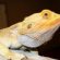 Reptile Supply Store
