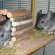 Small low maintenance pets