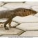 Small Monitor Lizards