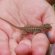 Tiny Lizards
