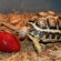 Turtles and tortoises for sale