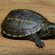Turtles for sale in Houston