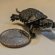 Where can you buy baby turtles?