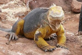Galapagos Land Iguana