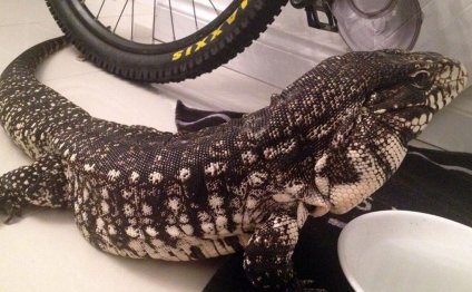 Giant pet lizard