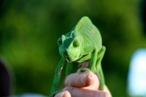 Green Chameleon - Greg Burke/Digital Vision/Getty Images