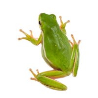 Green Tree Frog