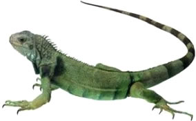 Iguanas