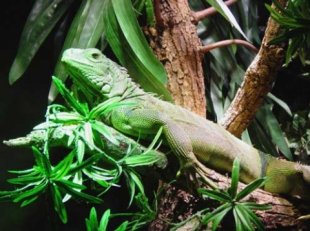 Iguanas are long-lived reptiles that need specialized care.