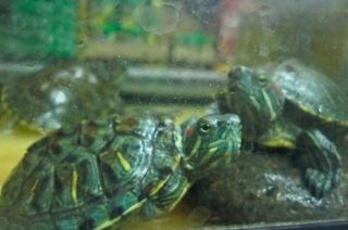 Image titled Buy a Turtle Step 7