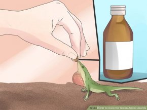 Image titled Care for Green Anole Lizards Step 7