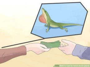 Image titled Care for Green Anole Lizards Step 4