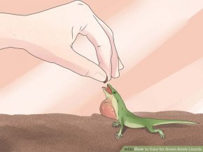 Image titled Care for Green Anole Lizards Step 5