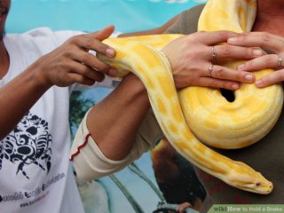 Image titled Hold a Snake Step 1