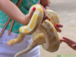 Image titled Hold a Snake Step 7