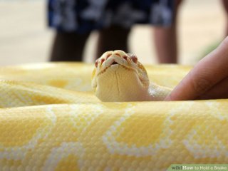 Image titled Hold a Snake Step 3