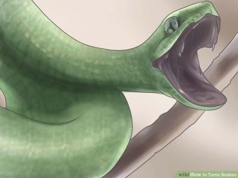 Image titled Tame Snakes Step 1