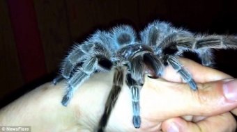 Kayonna holds her hand steady and remains calm as the tarantula removes its fangs from her skin